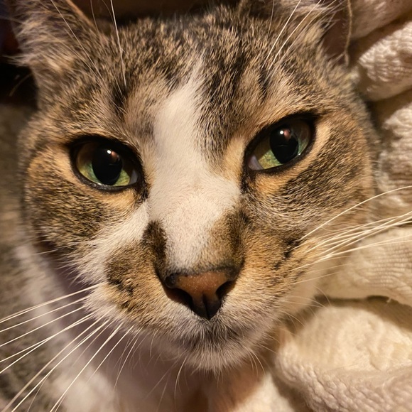 Meet your Posher, Cindy - Picture 2 of 2